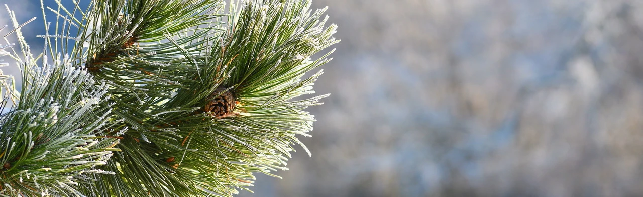 Постер Арт-детектив: загадка зимнего вечера