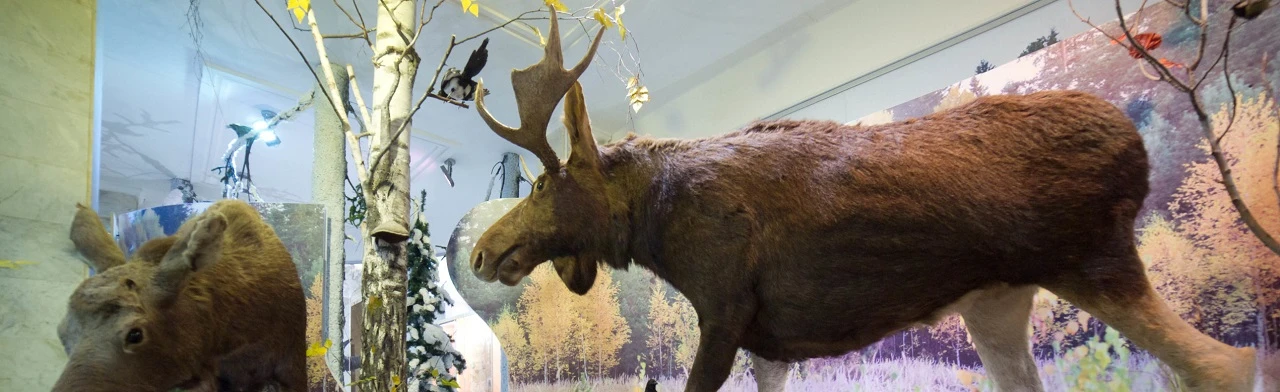 Постер Природа Удмуртии. Выставка