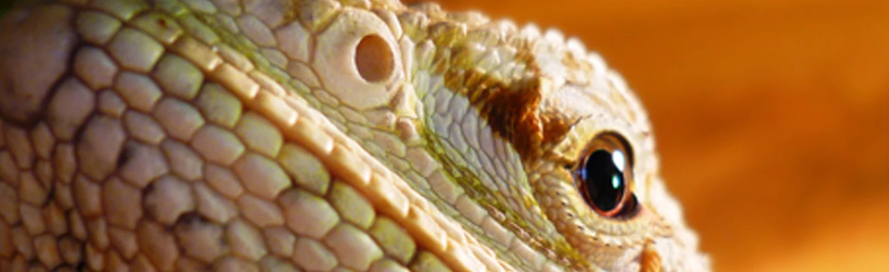 Постер Драконьи мифы. Музейное занятие в Кирове