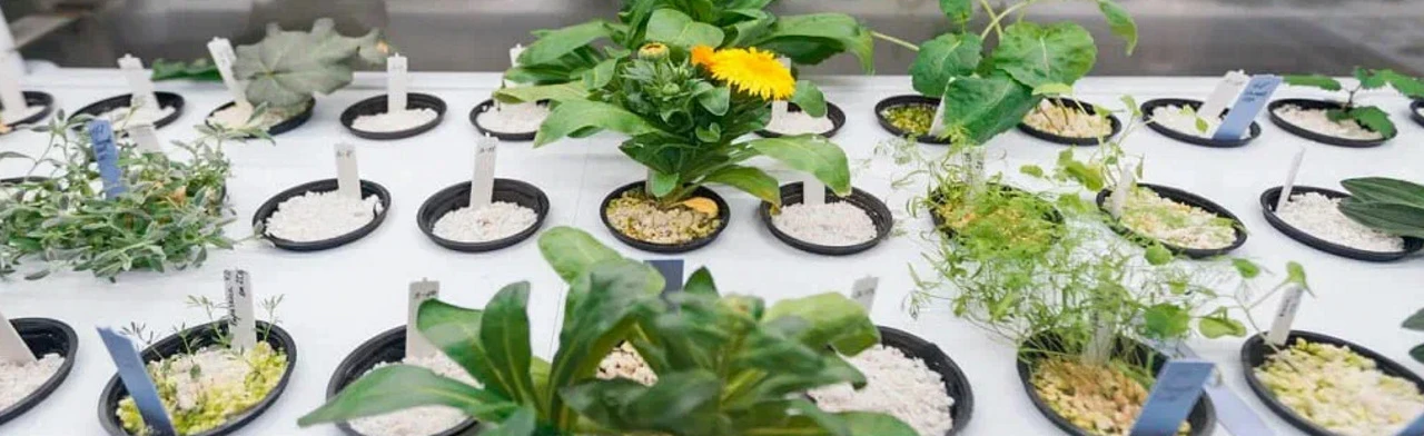 Постер Флорариум. Как все устроено