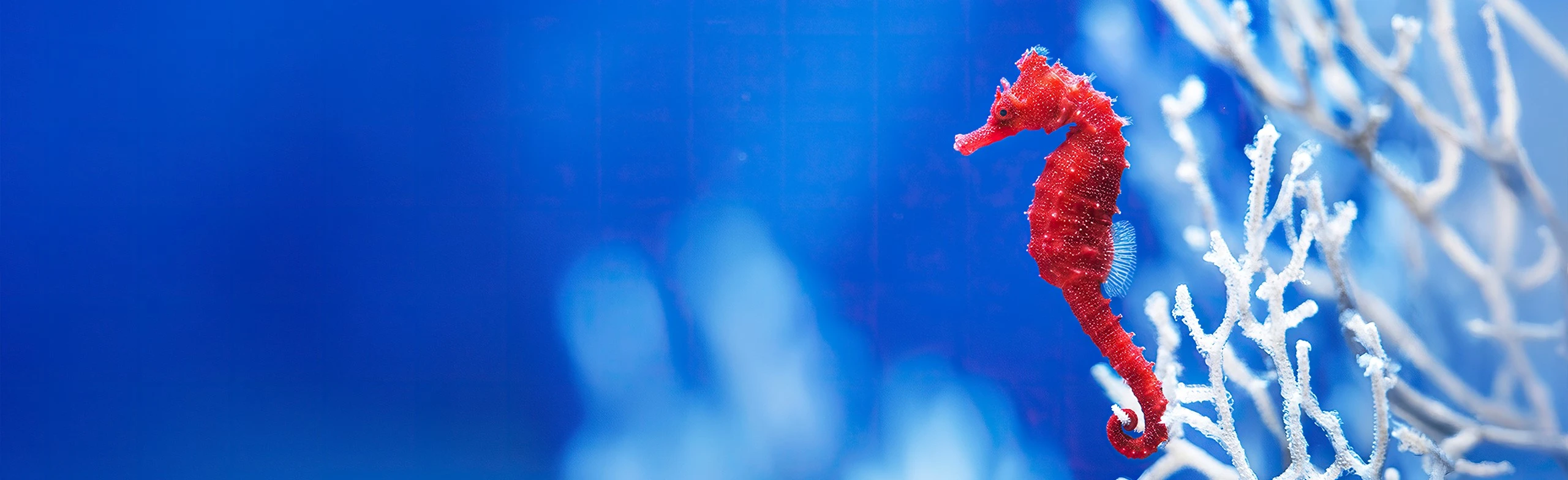 Постер Москвариум