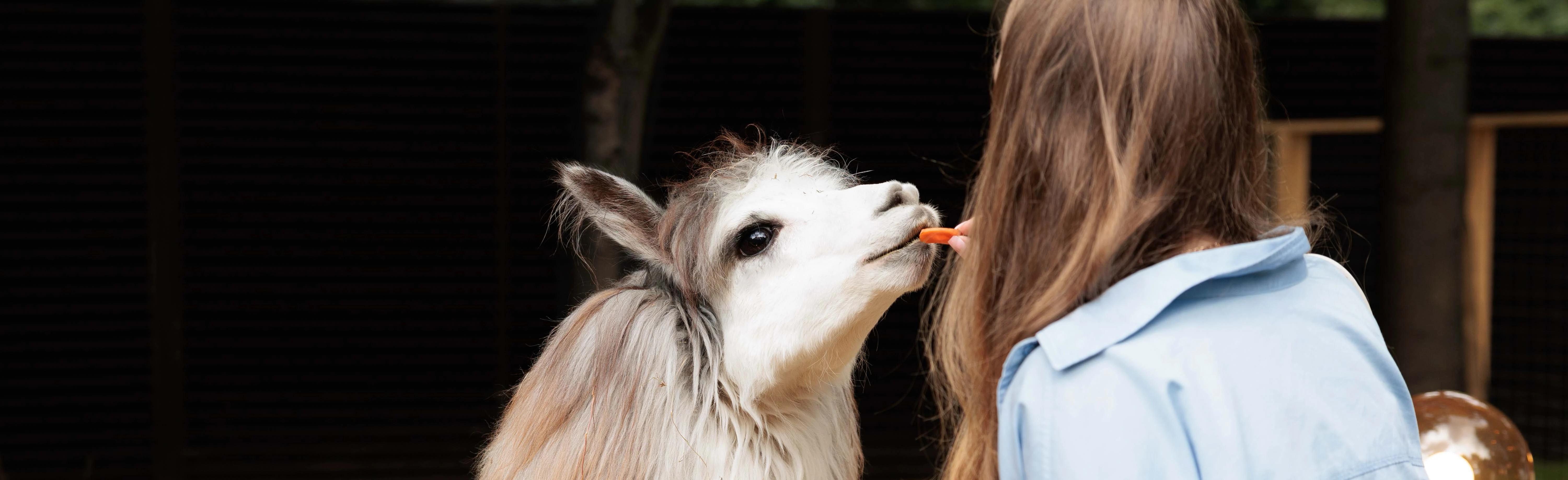 Постер Альпака парк Сокольники