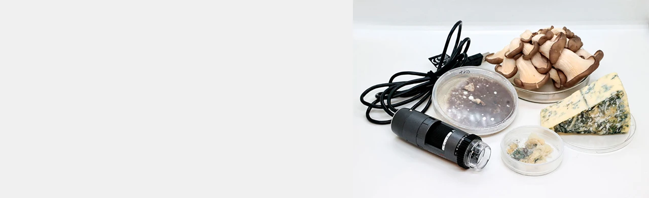 Постер В царстве грибов