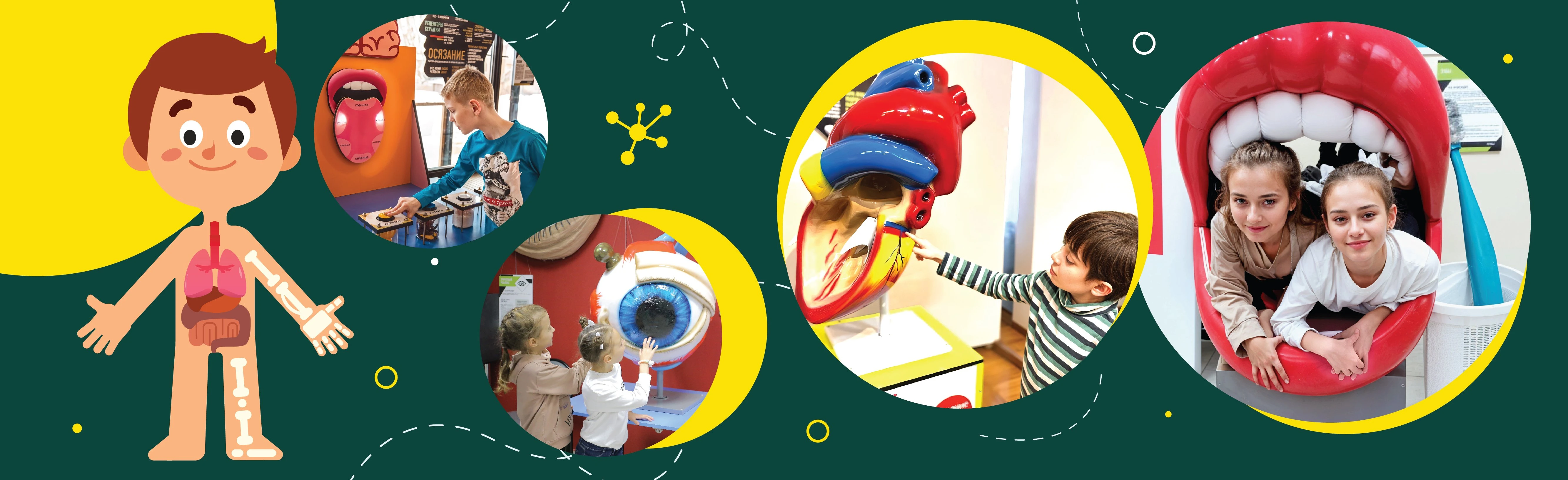 Постер Московский Анатомикум. Интерактивный музей