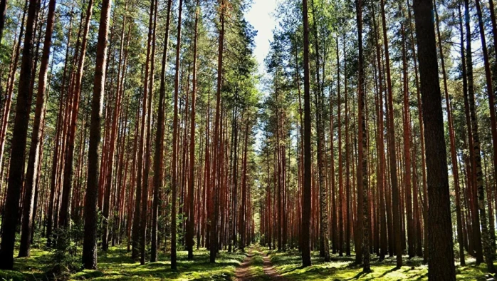 Постер Сосновый лес