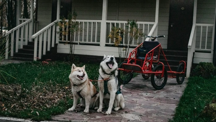 Постер Этнопарк «Хаски Лэнд»