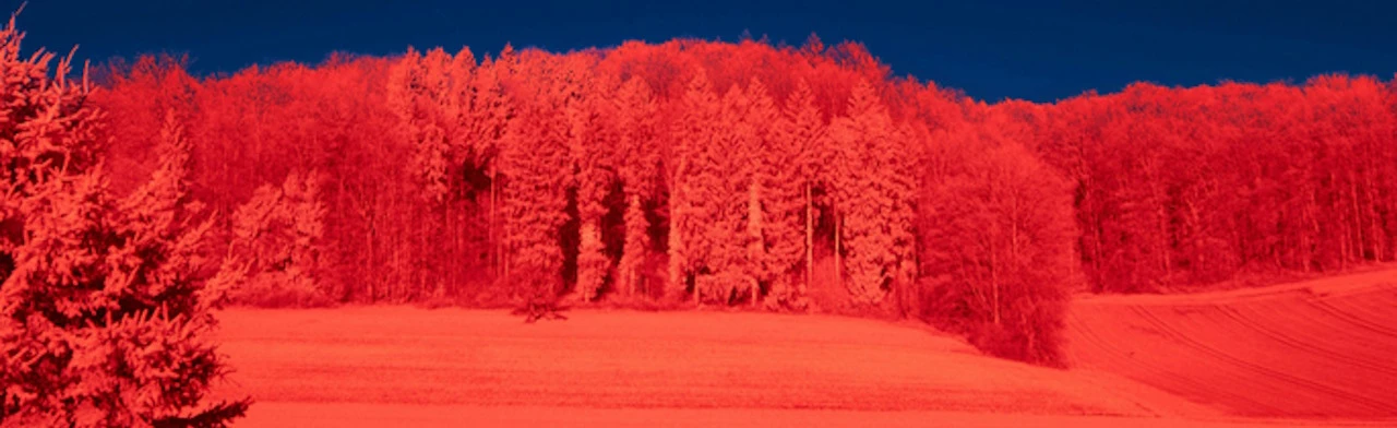 Постер Калина красная