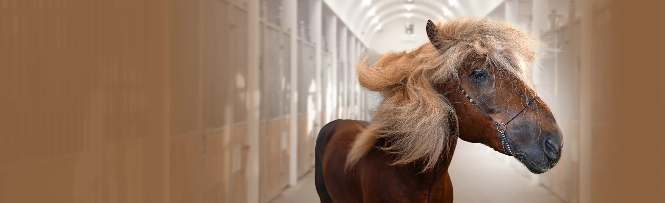 Постер Тематическая экскурсия по Демонстрационной конюшне