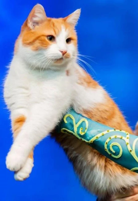 Постер Коты спасают мир в Москве