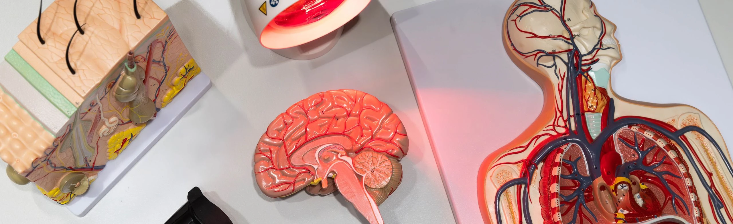 Постер Секреты теплокровных