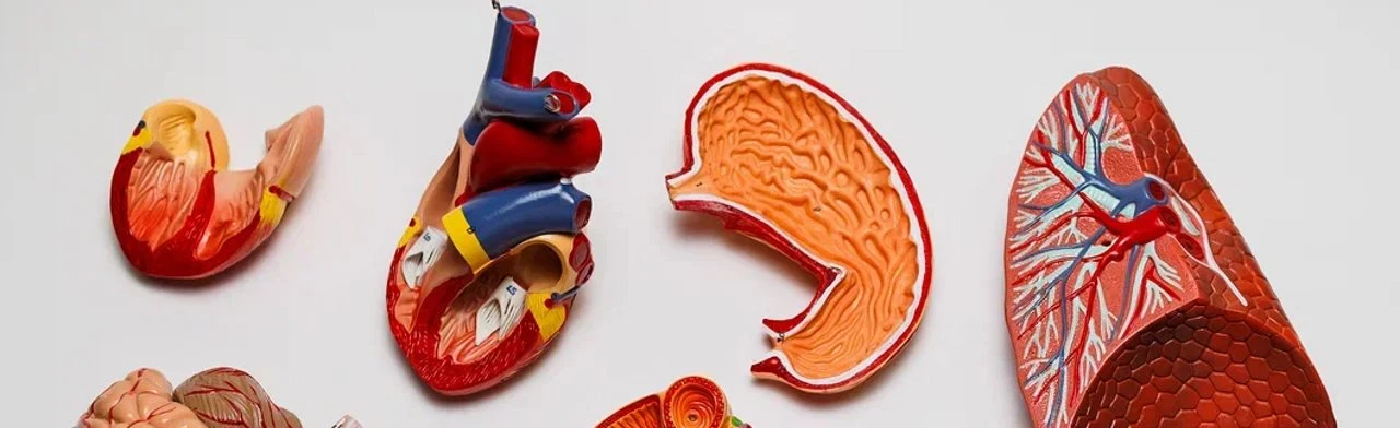 Постер Как устроен человек?