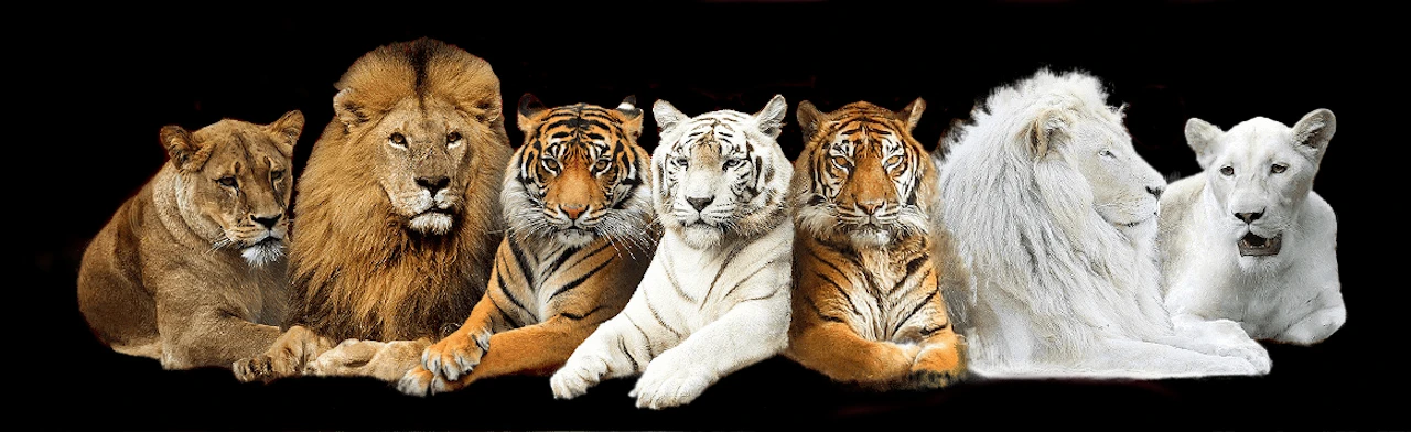 Постер Цирк «Максимус» (г. Лобня)