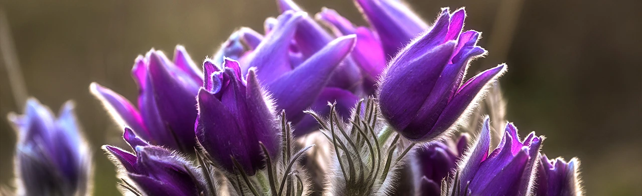 Постер Открытка — Весенний букет. Занятие в Орске