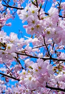 Постер День весны и труда! Концертная программа в Саранске