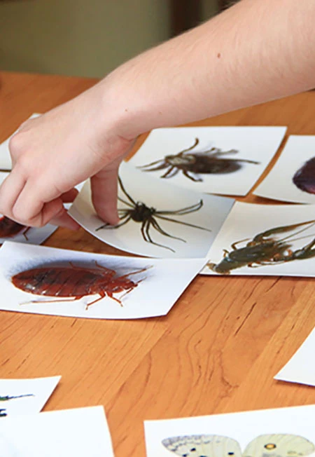 Постер История насекомых. Лекция в Саранске