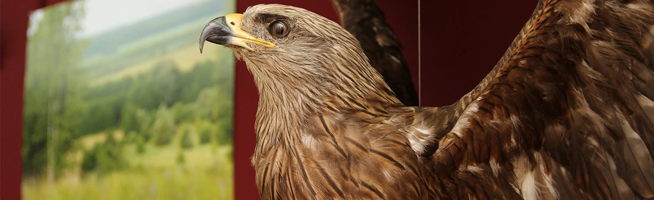 Постер Как появляются экспонаты животных. Интерактивное занятие