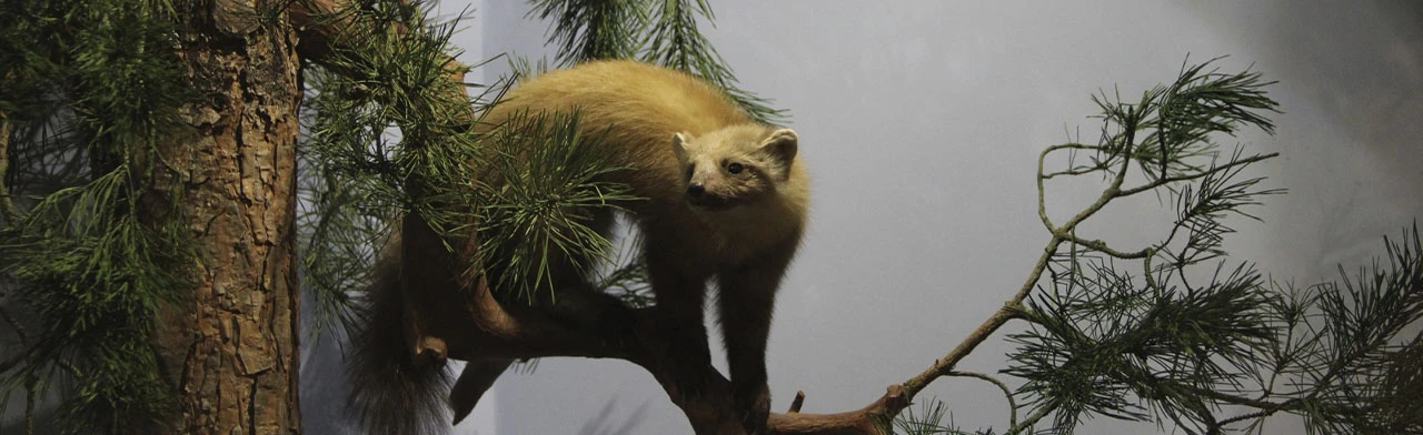 Постер Жители леса: Лекция в Саранске