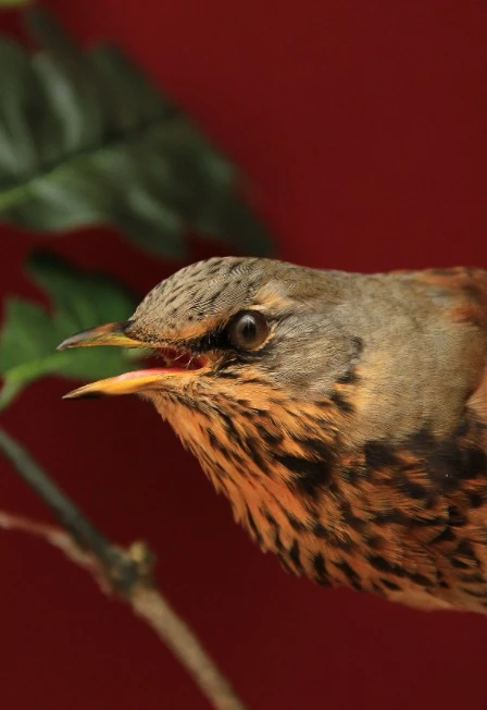 Постер Симфония леса. Интерактивное мероприятие в Саранске