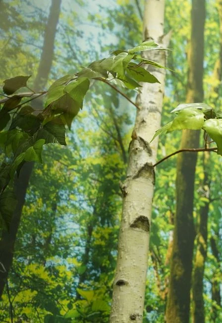 Постер Удивительный мир деревьев: от природы к человеку в Саранске