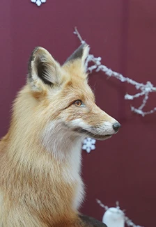 Постер Хищники Мордовского края. Музейная лекция в Саранске