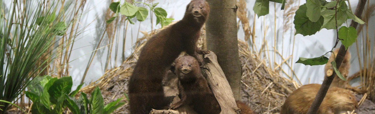 Постер Природа в жизни мордовского народа. Интерактивное занятие в Саранске