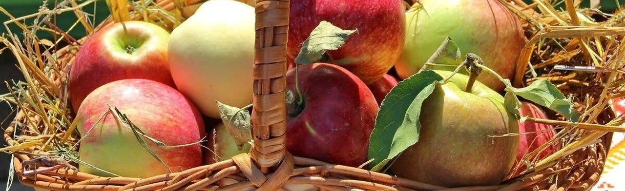 Постер Лето яблочко румянит: Познавательная программа в Саранске