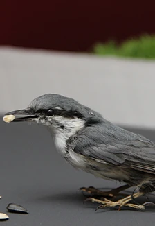 Постер Пернатые горожане. Музейная лекция в Саранске