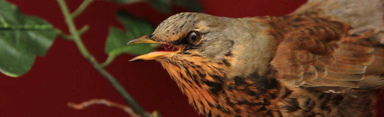 Постер Симфония леса. Интерактивное мероприятие