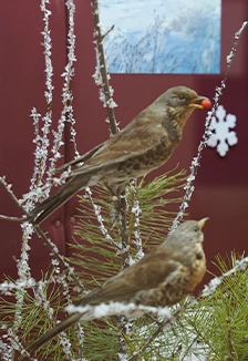 Постер Кто остаётся на зиму. Музейная лекция в Саранске