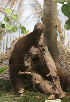 Постер Природа в жизни мордовского народа. Интерактивное занятие в Саранске