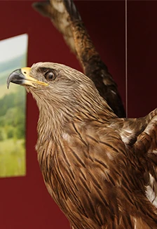 Постер Как появляются экспонаты животных. Интерактивное занятие в Саранске