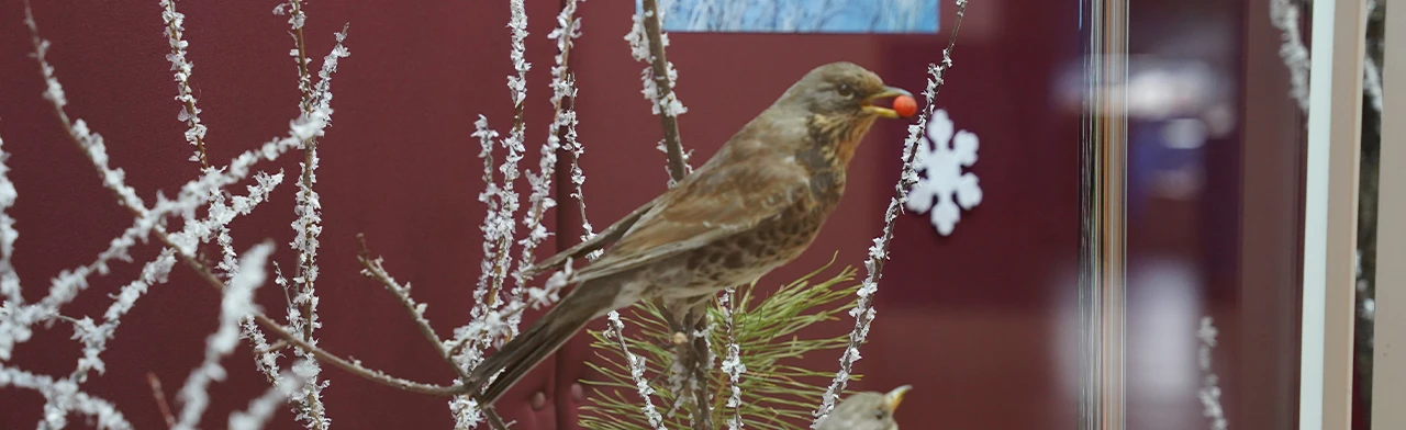 Постер Кто остаётся на зиму. Музейная лекция в Саранске