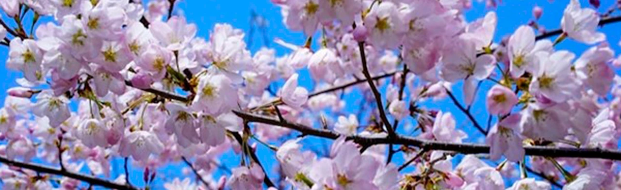 Постер День весны и труда! Концертная программа