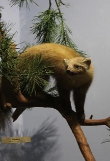 Постер Жители леса: Лекция в Саранске