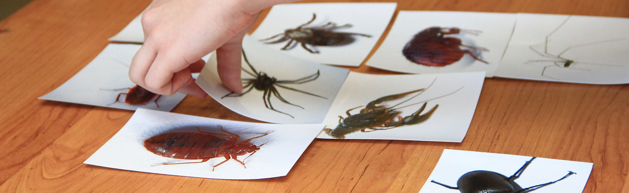 Постер История насекомых. Лекция в Саранске