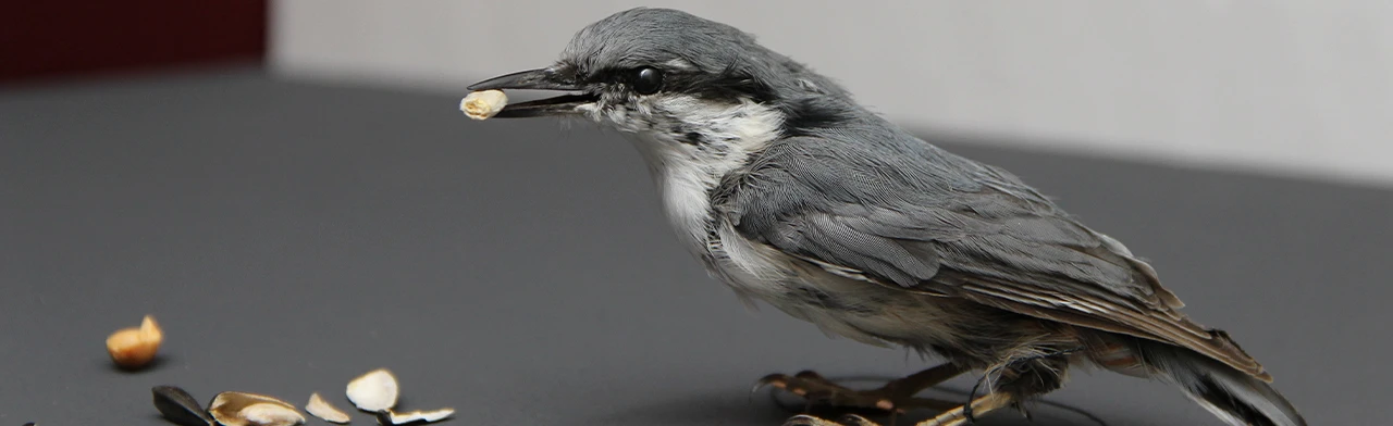 Постер Пернатые горожане. Музейная лекция в Саранске