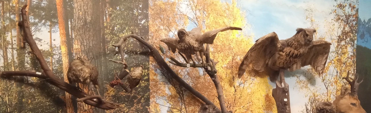 Постер Природа Калининской земли. Экскурсия