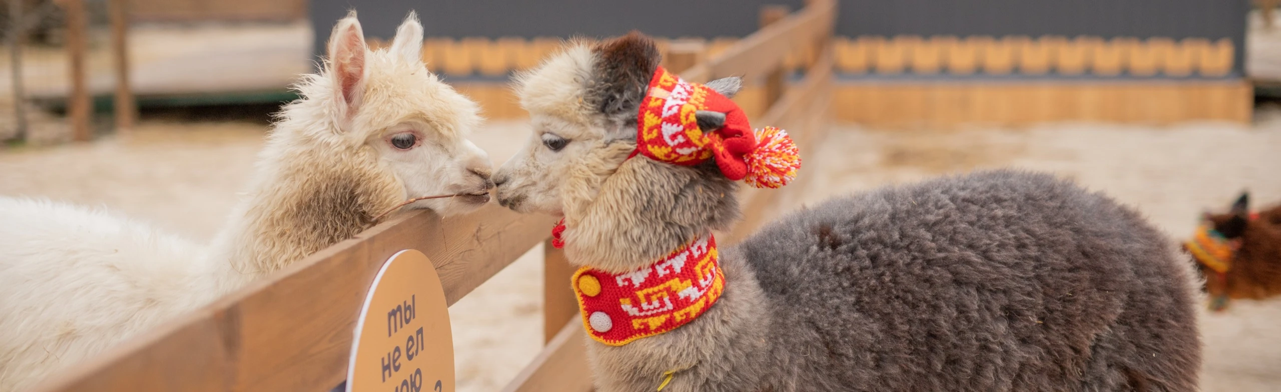 Постер Экскурсия в будни в Парк альпак Пача Мама в Ульяновске