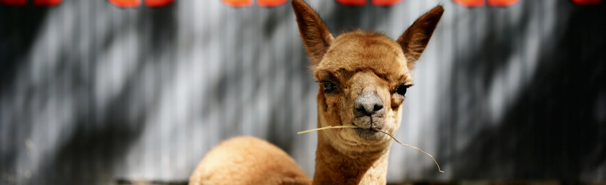 Постер Бьюти-утро с альпаками в Пача Мама в Ульяновске