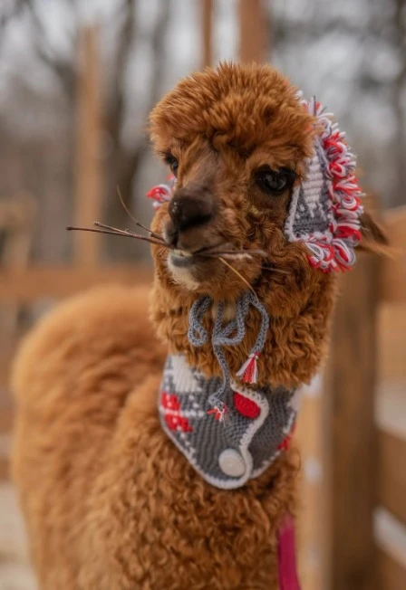 Постер Бьюти-утро с альпаками в Пача Мама в Ульяновске