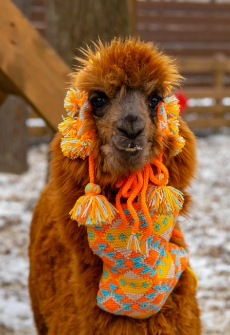 Постер Экскурсия в выходные в Парк альпак Пача Мама в Ульяновске