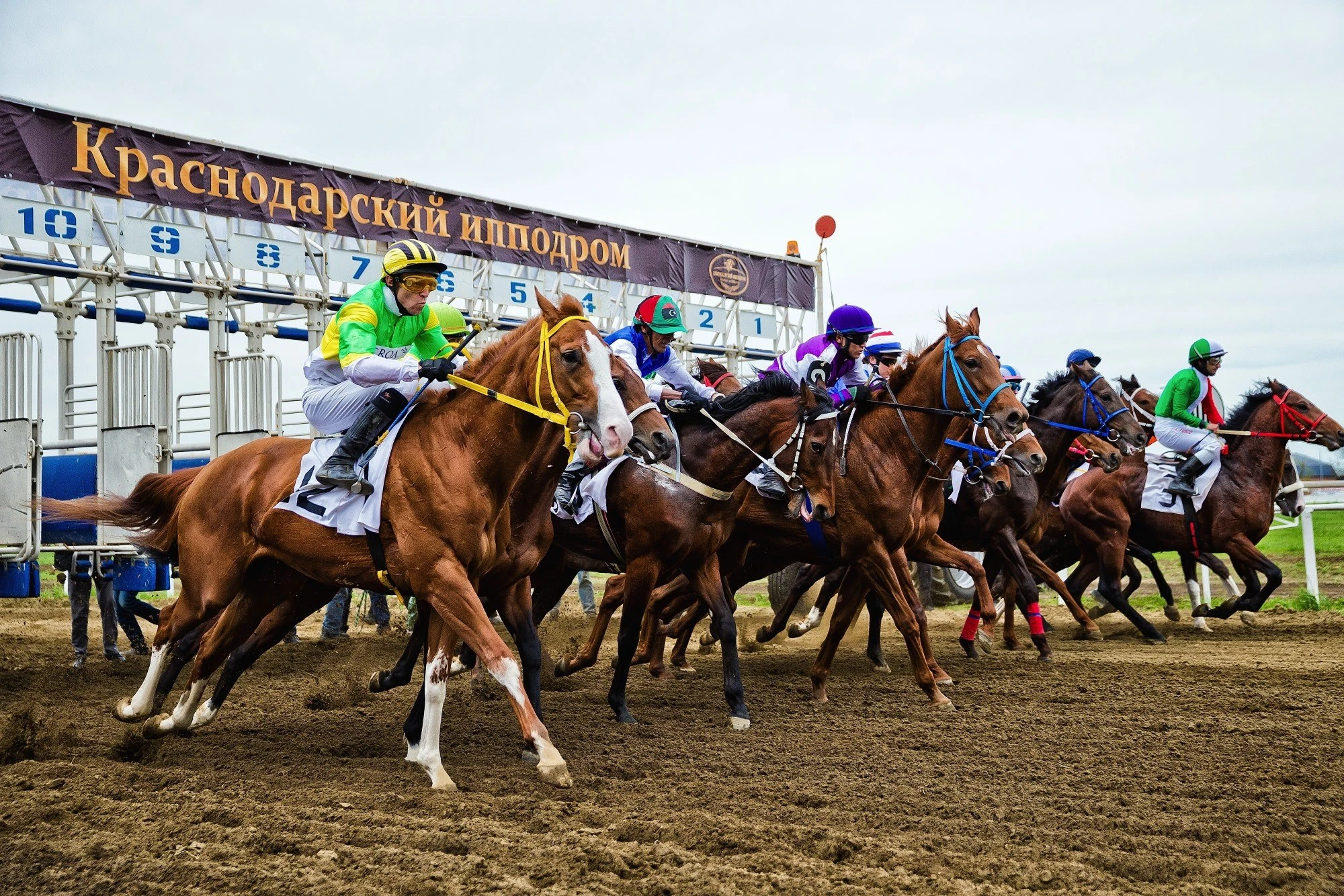 Постер площадки Краcнодарcкий ипподром