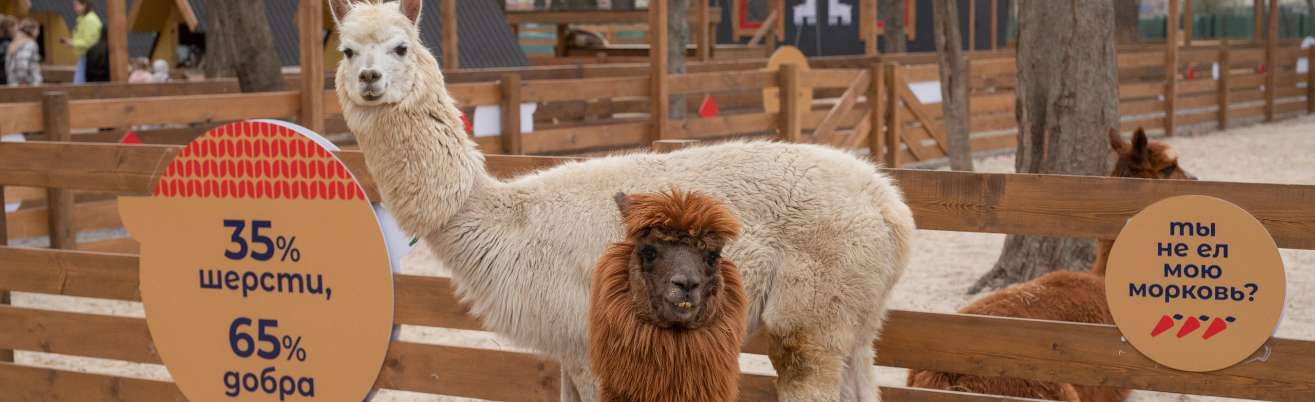 Экскурсия в будни парк альпак Пача Мама