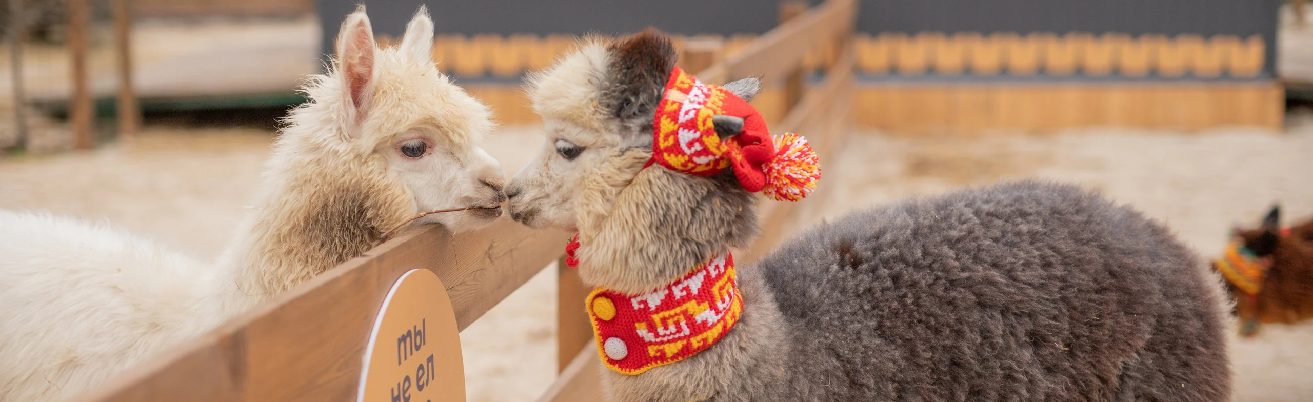 Экскурсия в выходные и праздники в парк альпак Пача Мама Ростов