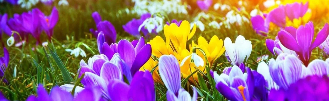 Женщины - цветы жизни