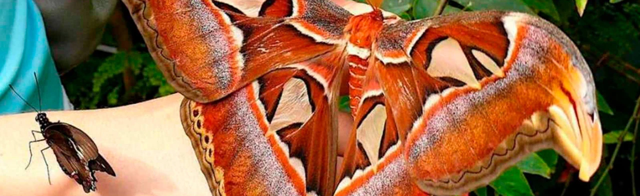 Сад бабочек