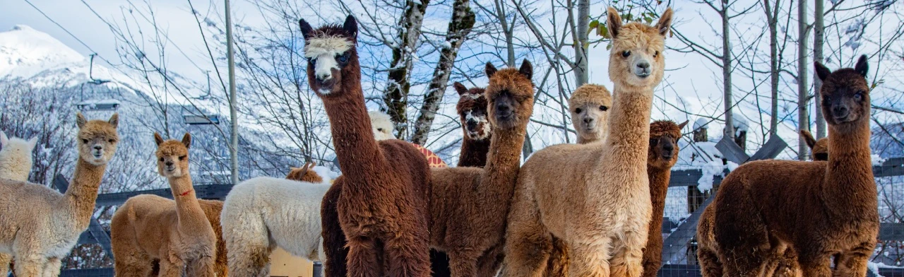 Пача Мама. Экскурсии в Парк альпак