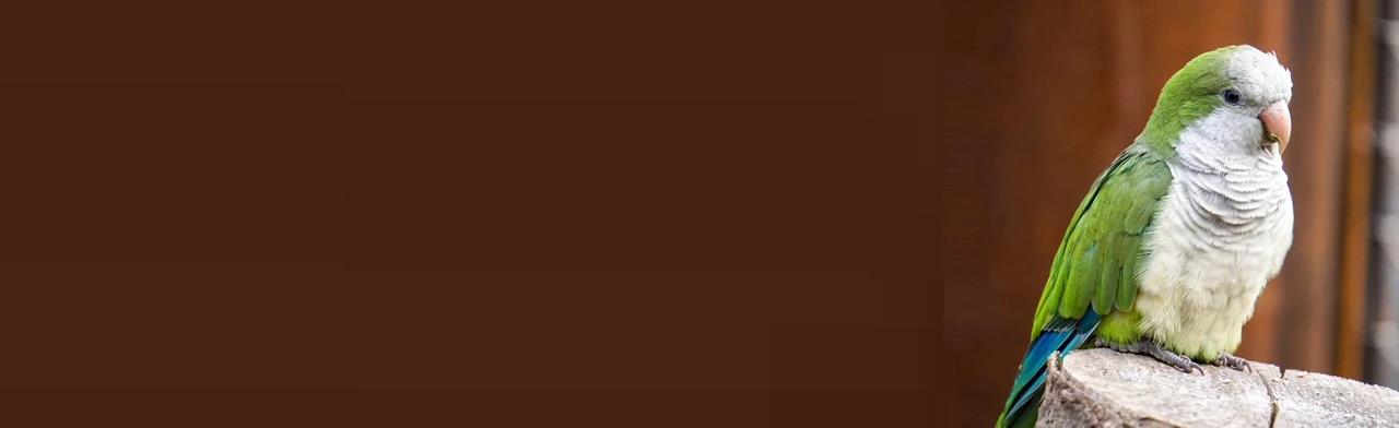 Попугариум