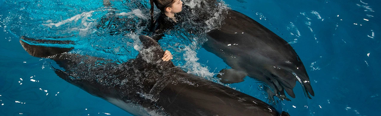 Плавание с дельфинами