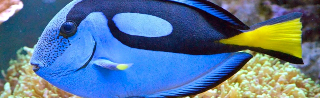 Океанариум